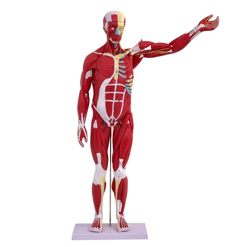27 Частей 80 см Анатомическая Модель Человеческих Мышц Внутренних Органов Сердца Печени Легких0