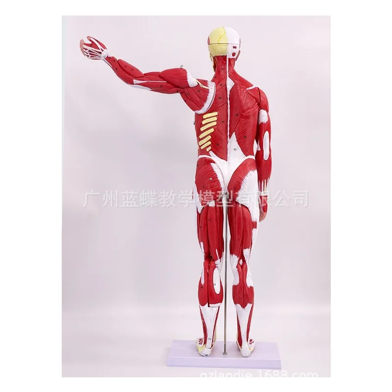 27 Частей 80 см Анатомическая Модель Человеческих Мышц Внутренних Органов Сердца Печени Легких3