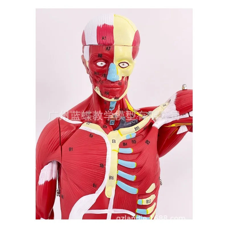 27 Частей 80 см Анатомическая Модель Человеческих Мышц Внутренних Органов Сердца Печени Легких4
