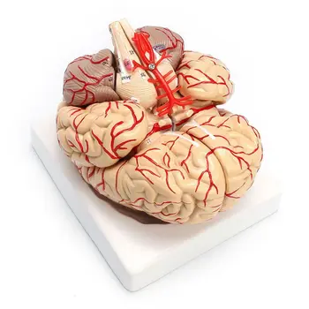 Модель анатомического органа для препарирования человеческого мозга в натуральную величину 1:1