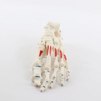 Начальная и конечная отметка костей и мышц стопы в натуральную величину 1: 1, ортопедический массаж, скелет лодыжки, медицинские учебные принадлежности