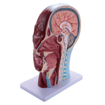Поверхностная нервно-сосудистая модель половины головы человека С мускулатурой, анатомическая модель головы в натуральную величину, Череп и мозг